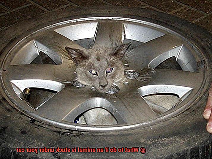What to do if an animal is stuck under your car-3