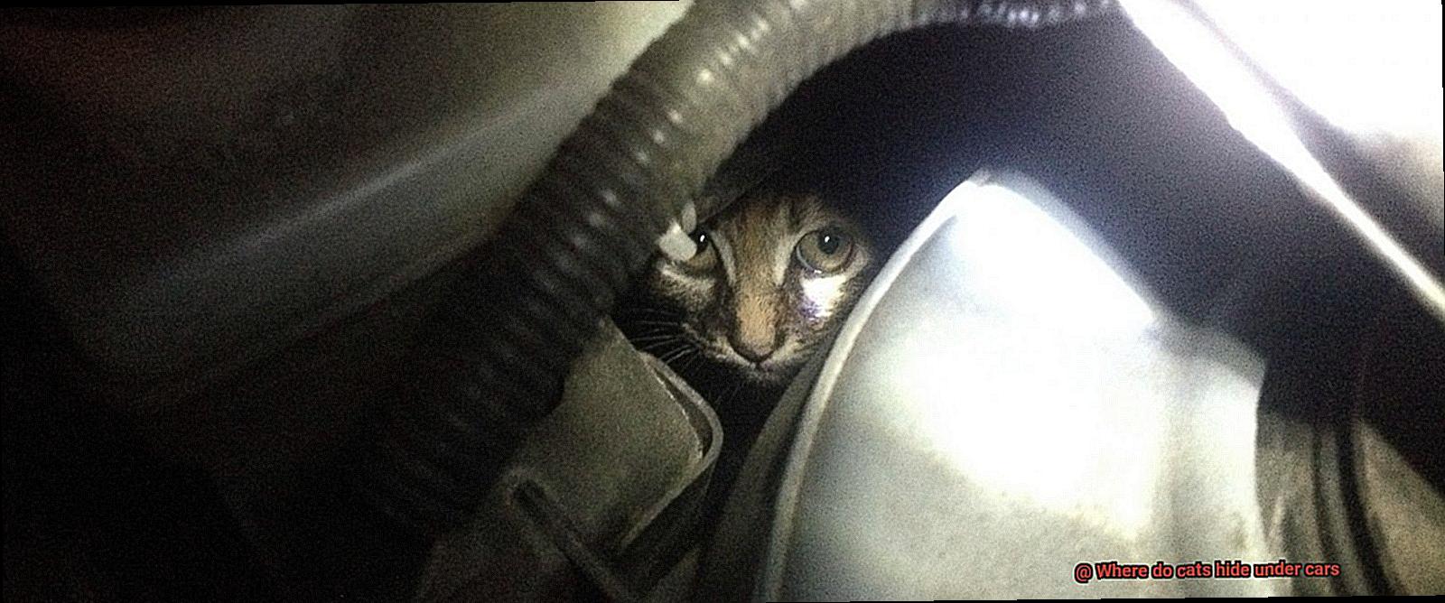 Where do cats hide under cars-4