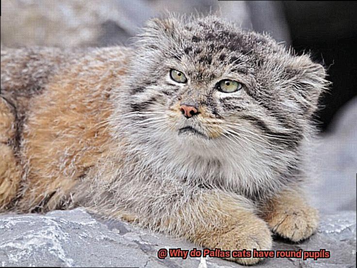 Why do Pallas cats have round pupils-5