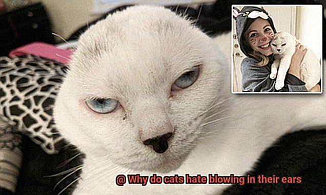 Why do cats hate blowing in their ears-2