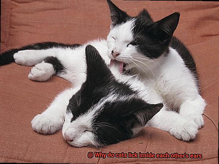 Why do cats lick inside each other's ears-4
