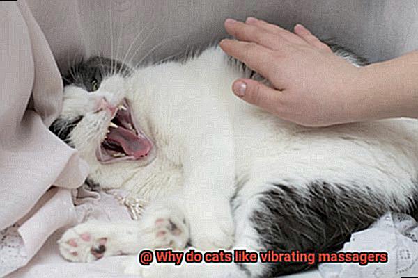 Why do cats like vibrating massagers-6