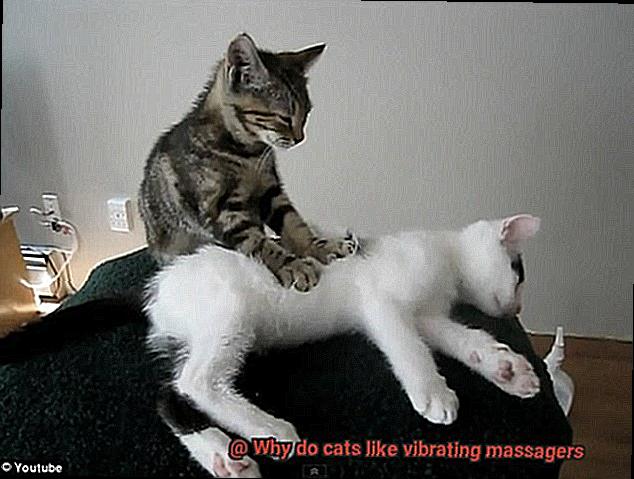 Why do cats like vibrating massagers-3