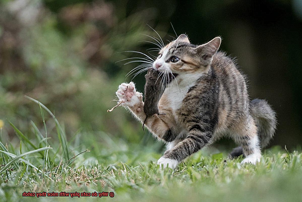 Why Do Cats Play With Their Prey Before Killing It