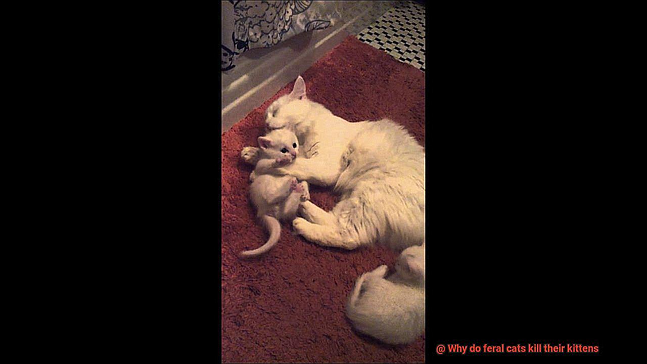Why do feral cats kill their kittens-3