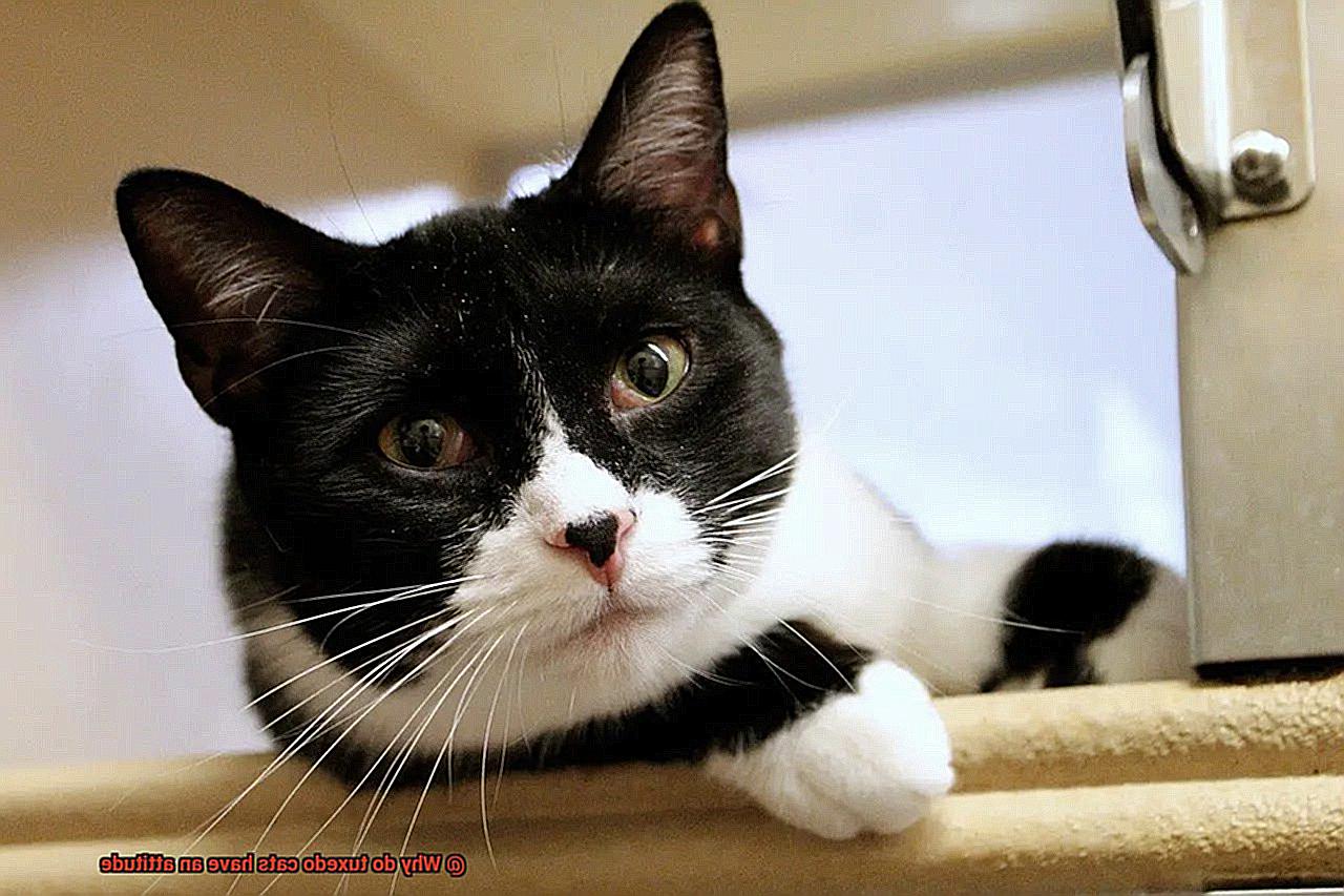 Why do tuxedo cats have an attitude-3