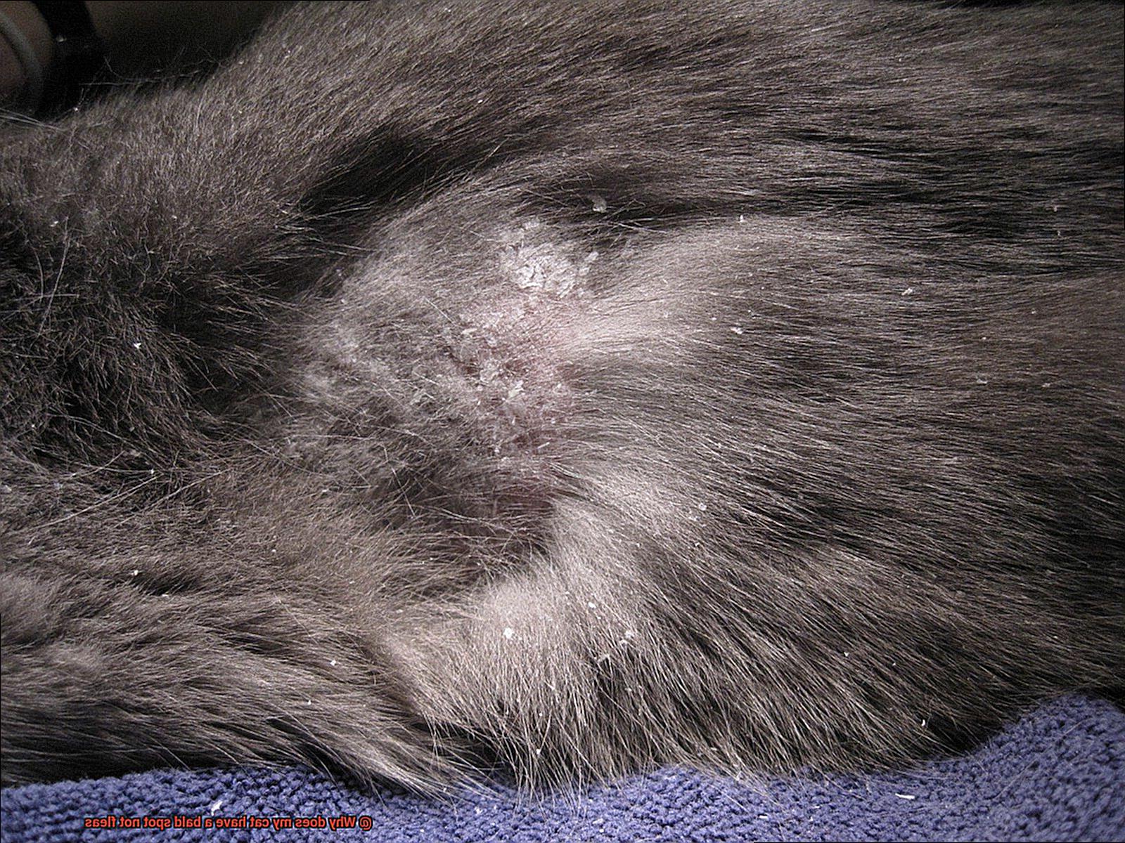 Why does my cat have a bald spot not fleas-11