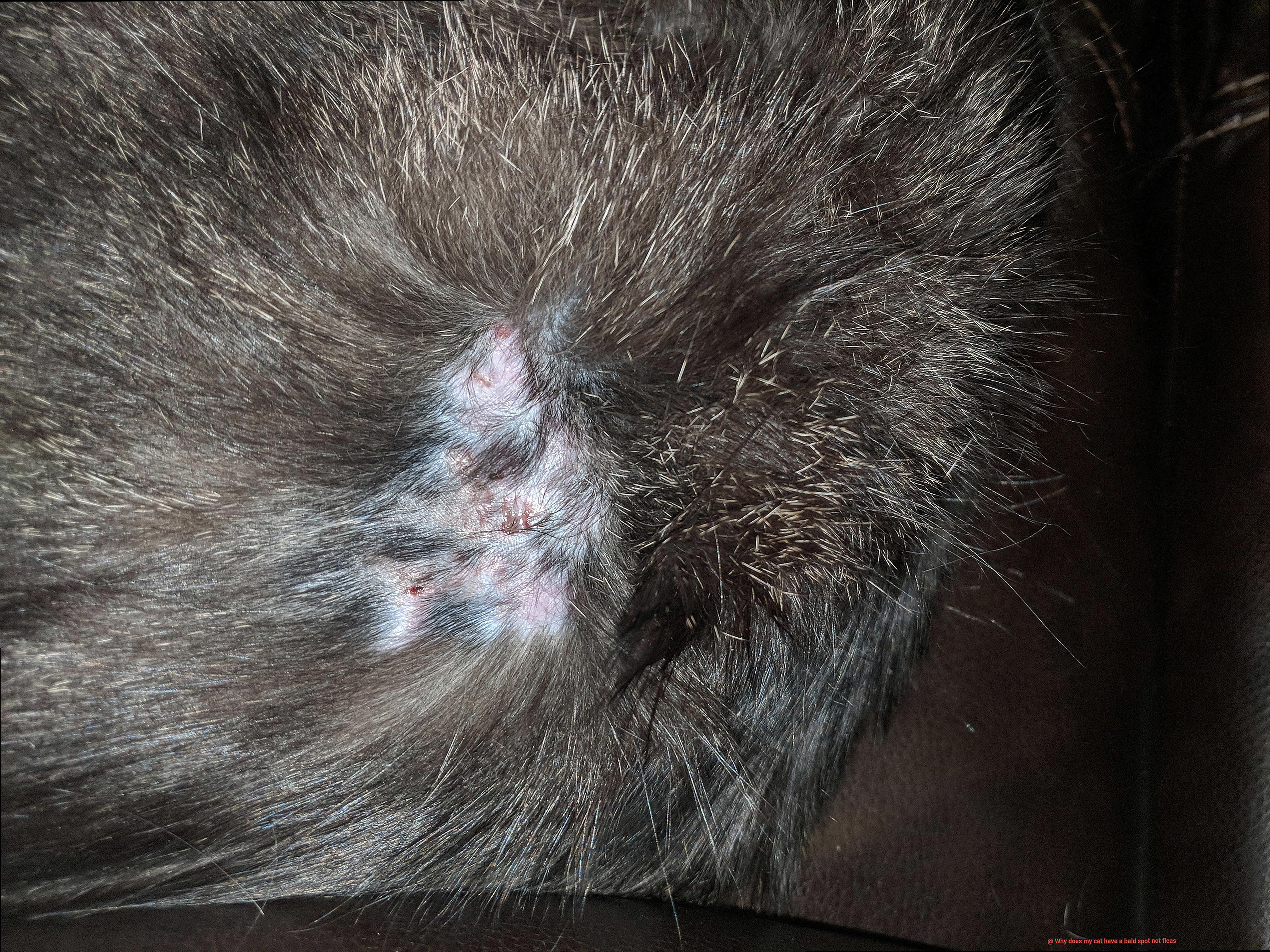 Why does my cat have a bald spot not fleas-4