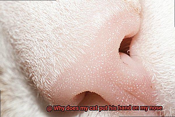 Why does my cat put his hand on my nose-7