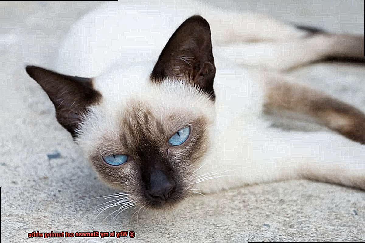 Why is my Siamese cat turning white-3