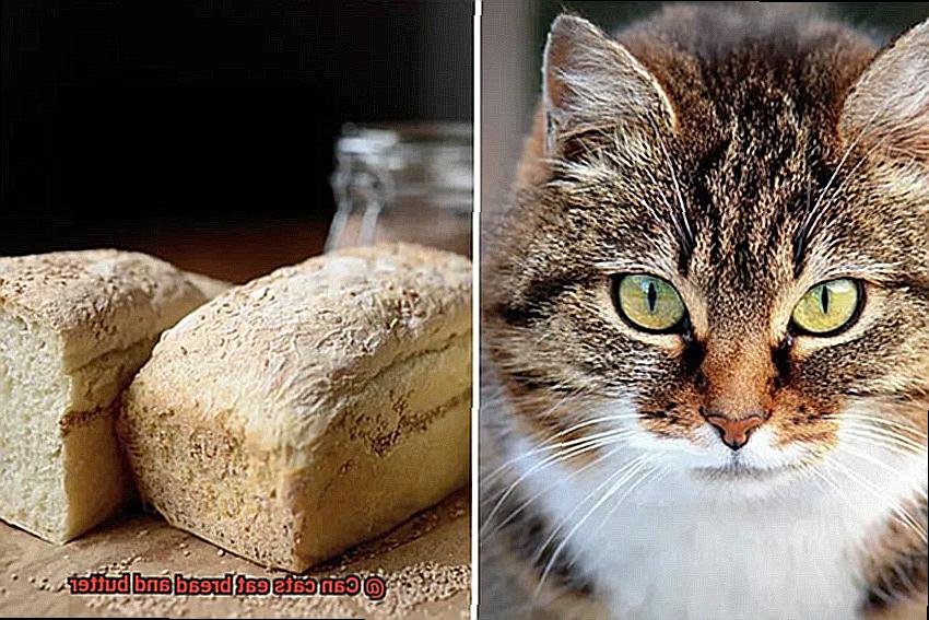 Can cats eat bread and butter-2