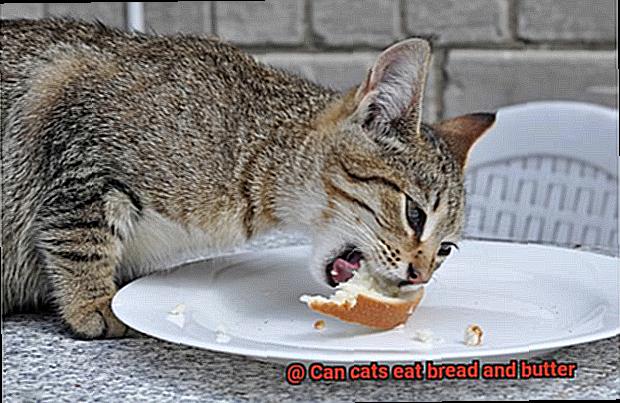 Can cats eat bread and butter-8