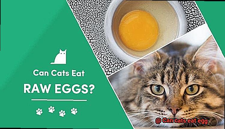 Can cats eat egg-5