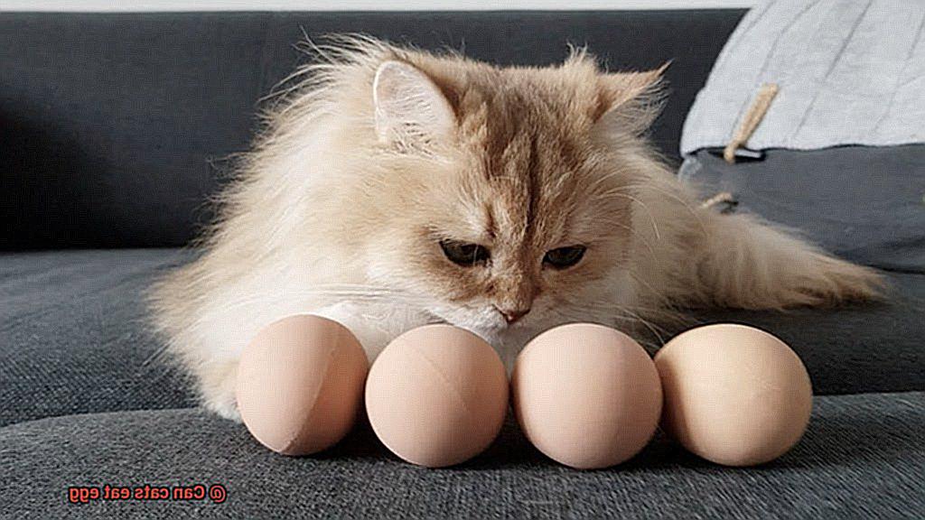 Can cats eat egg-2