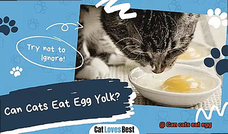 Can cats eat egg-3