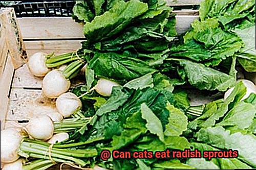 Can cats eat radish sprouts-4