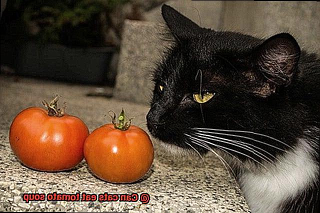 Can cats eat tomato soup-4