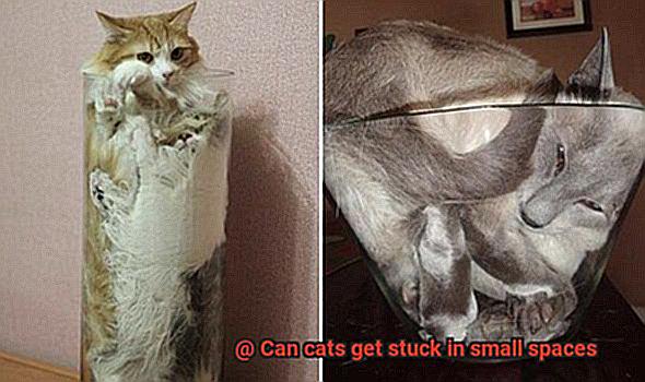 Can cats get stuck in small spaces-3