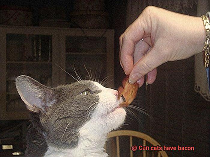 Can cats have bacon-4