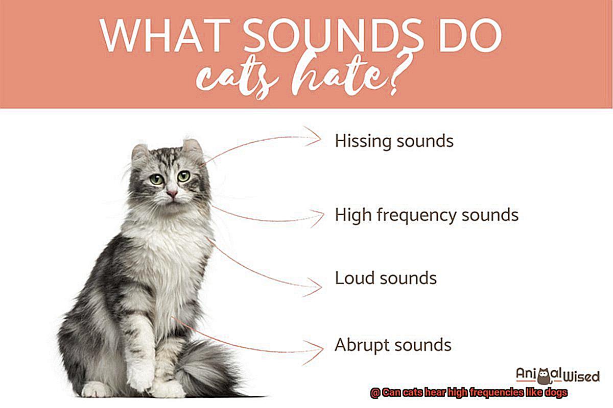 Can cats hear high frequencies like dogs-4