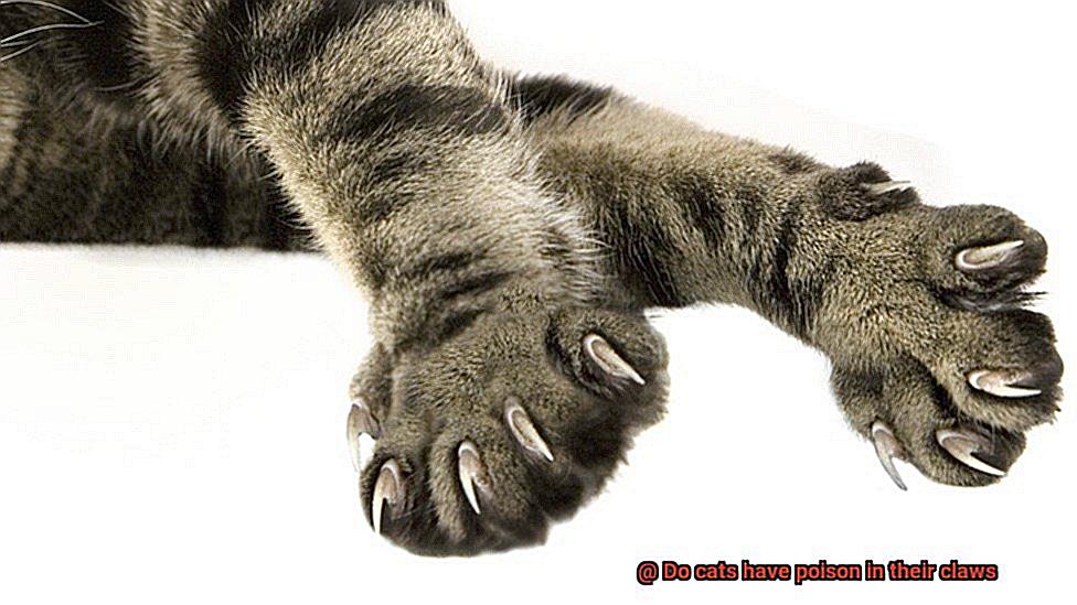 Do cats have poison in their claws-6