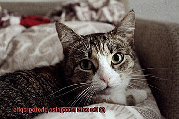 Do cats recognize photographs-5