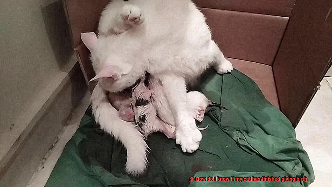 How do I know if my cat has finished giving birth-3