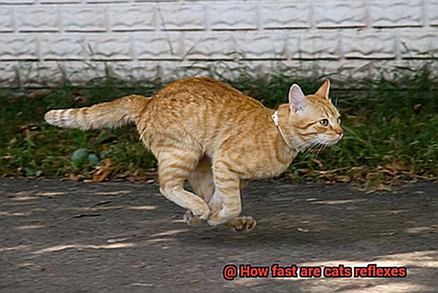How fast are cats reflexes-3