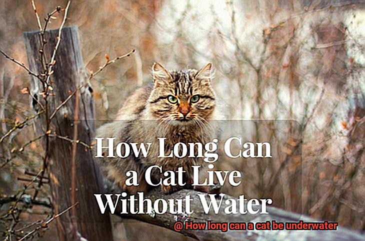 How long can a cat be underwater-5