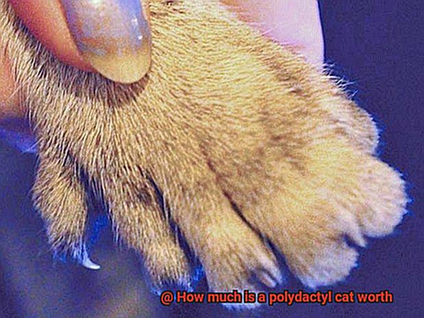 How much is a polydactyl cat worth-2