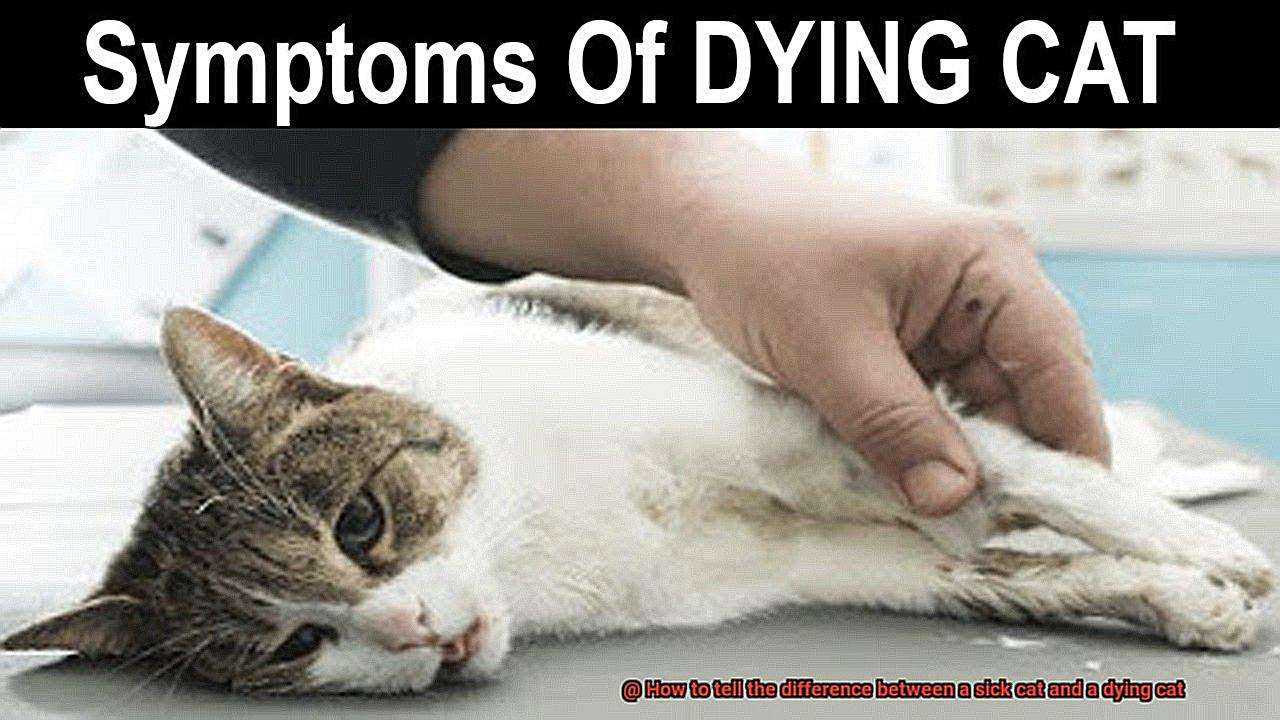 How to tell the difference between a sick cat and a dying cat-7