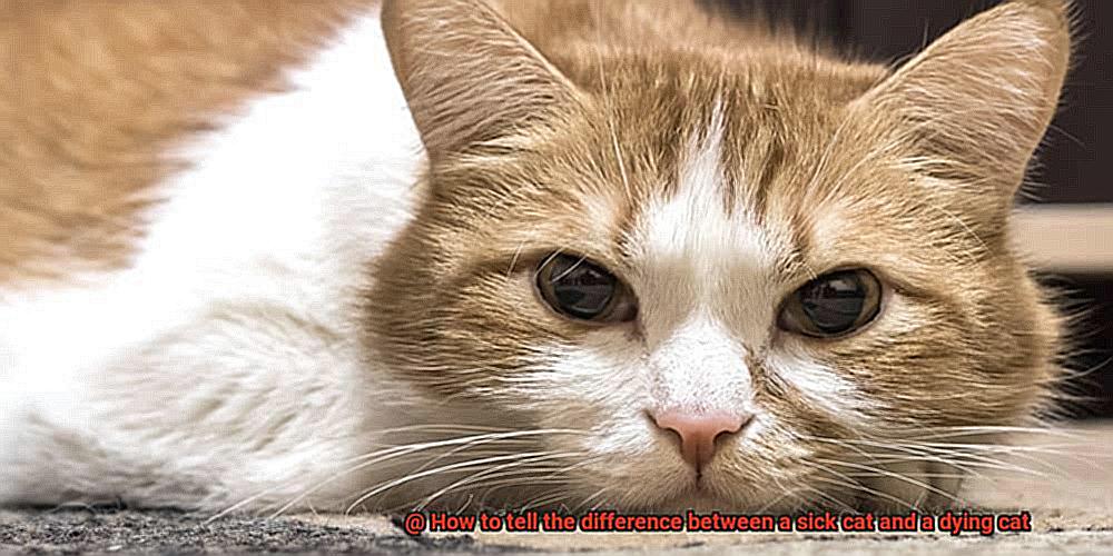 How to tell the difference between a sick cat and a dying cat-2