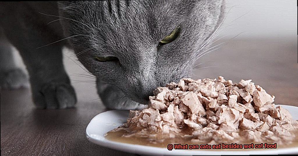 What can cats eat besides wet cat food-5