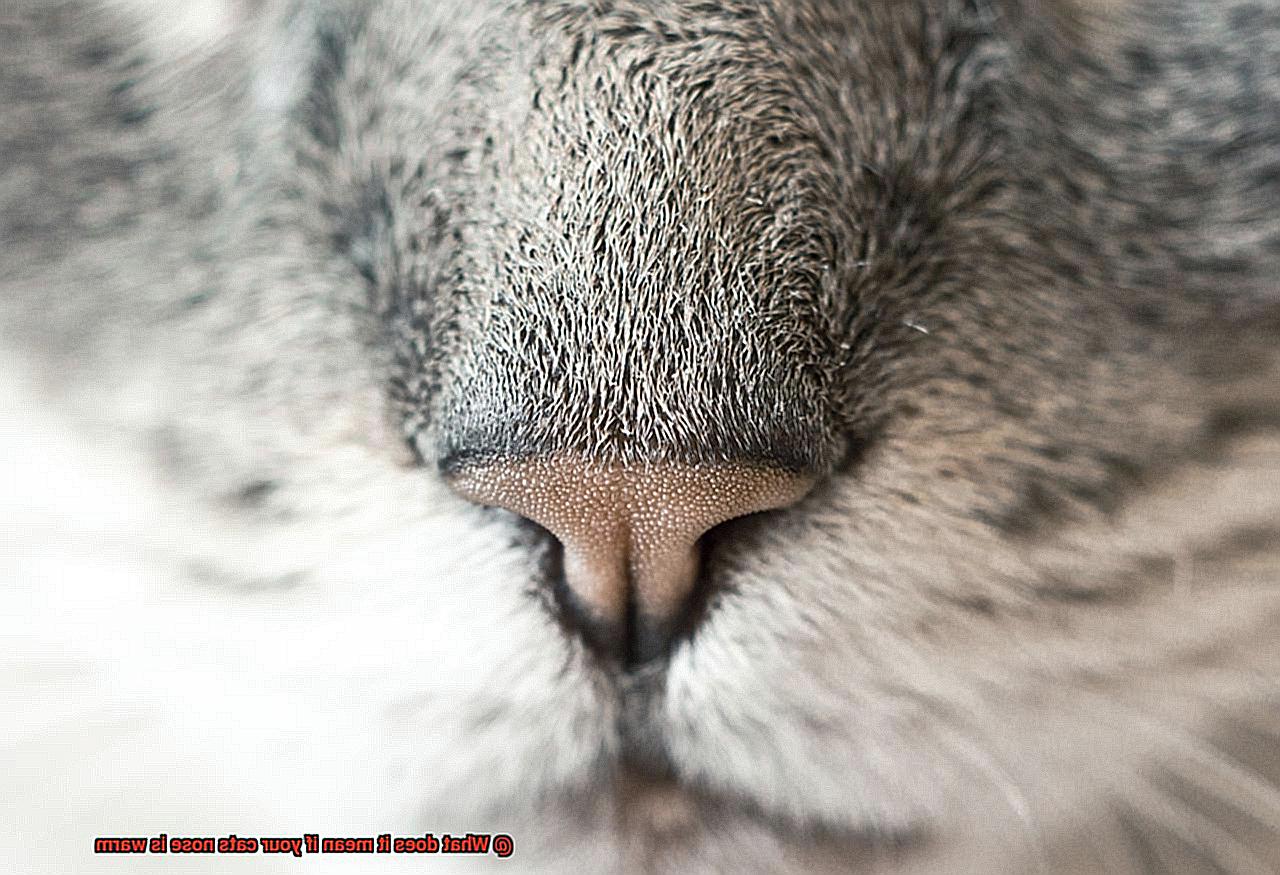 What does it mean if your cats nose is warm-5