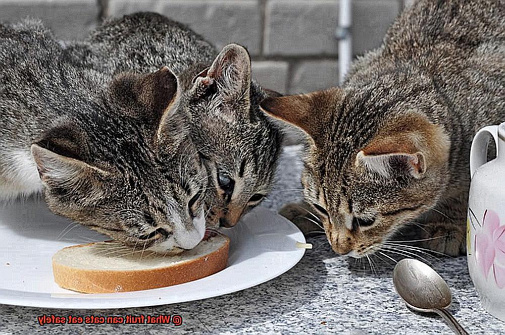What fruit can cats eat safely-2