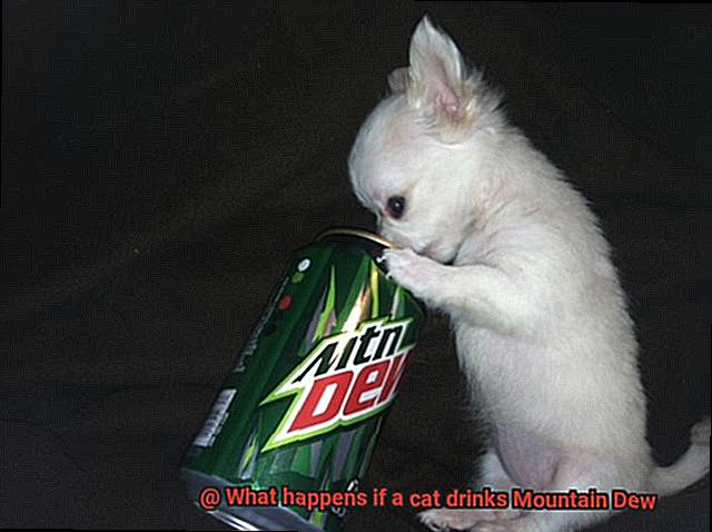 What happens if a cat drinks Mountain Dew-3