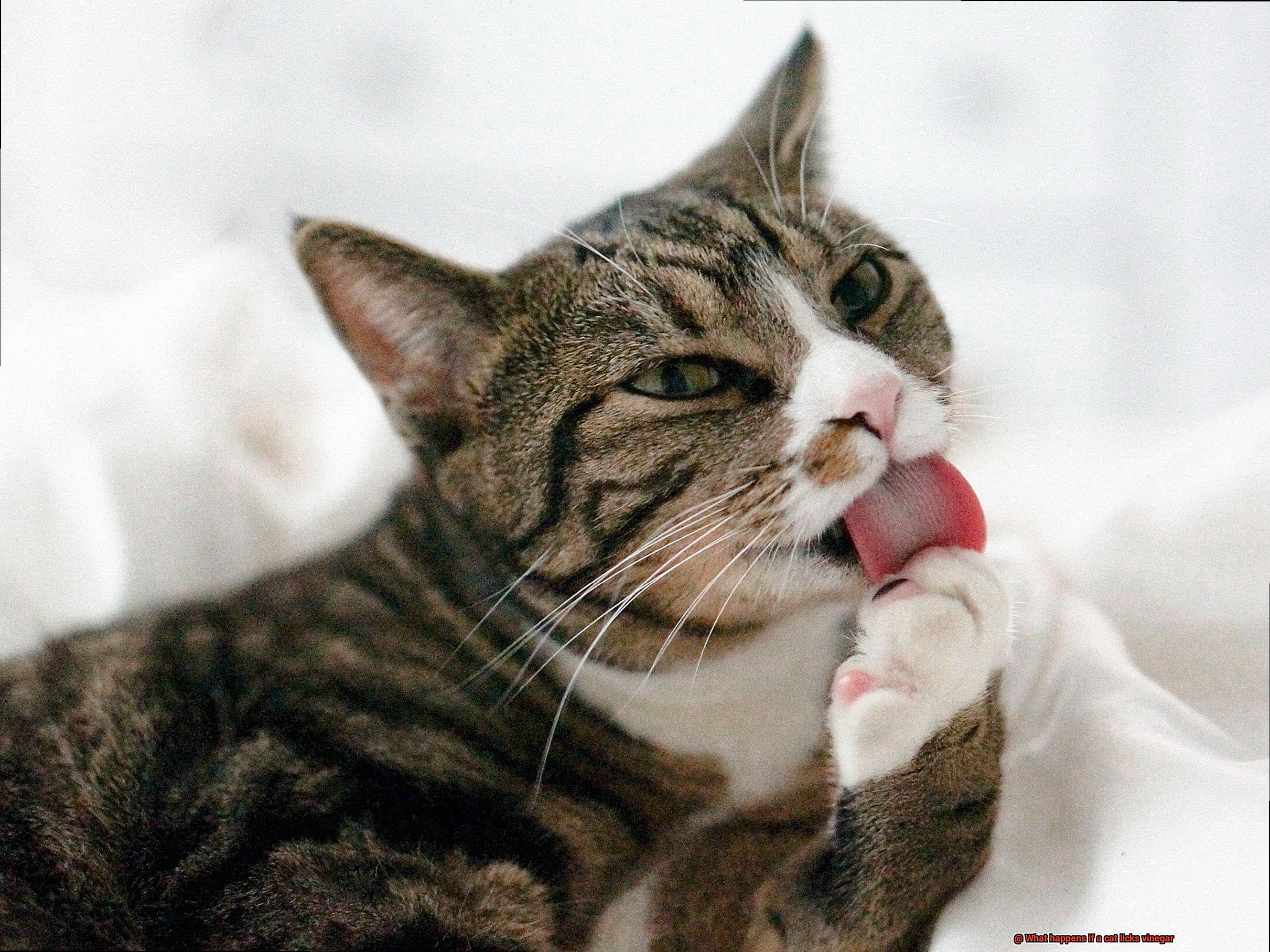 What happens if a cat licks vinegar-5