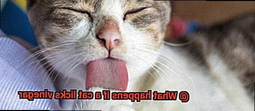 What happens if a cat licks vinegar-6