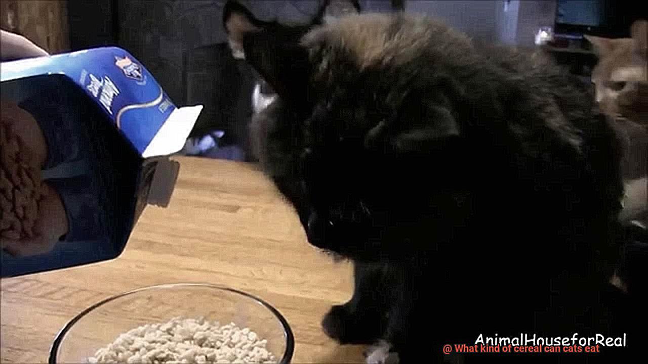 What kind of cereal can cats eat-3