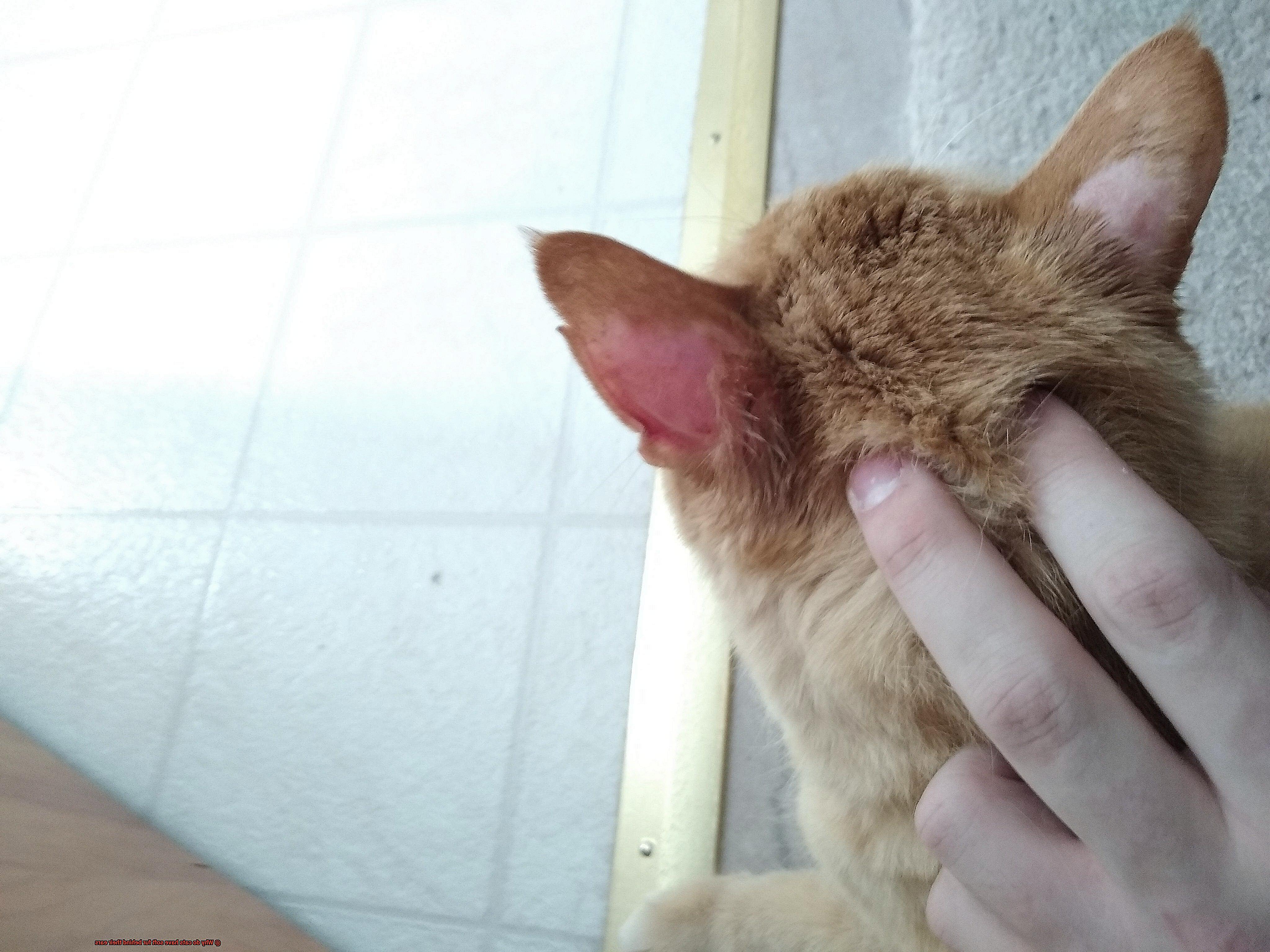 Why do cats have soft fur behind their ears-3