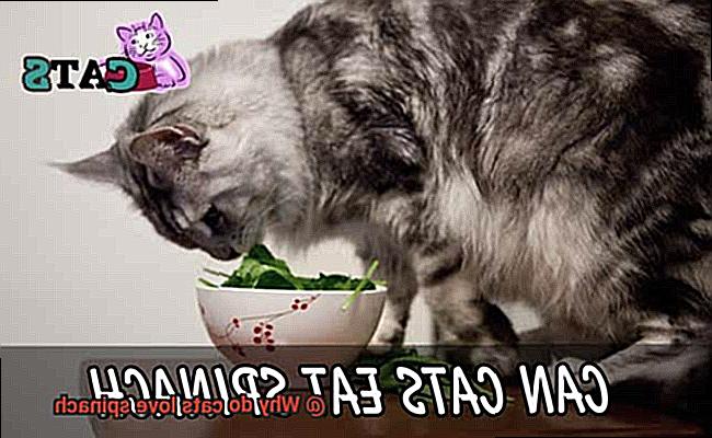 Why do cats love spinach-3