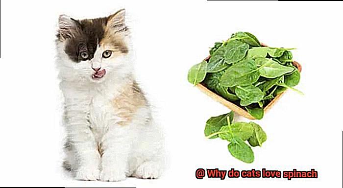 Why do cats love spinach-6