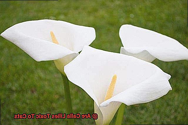 Are Calla Lilies Toxic To Cats-3