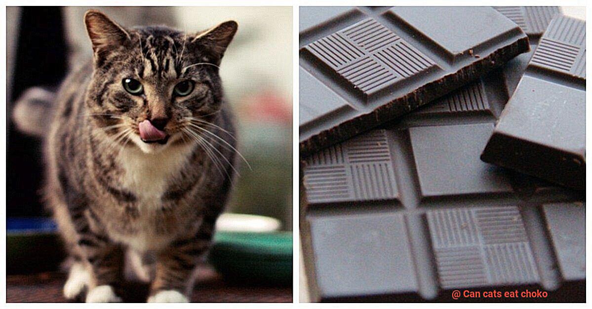Can cats eat choko-3