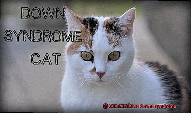 Can cats have downs syndrome-5
