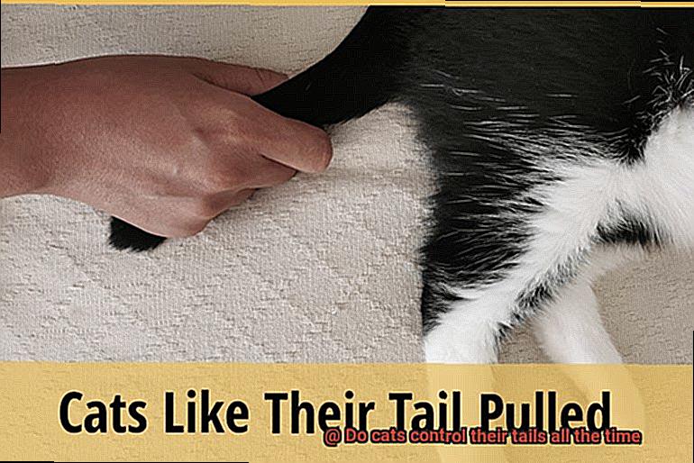 Do Cats Control Their Tails All The Time? - 21Cats.org