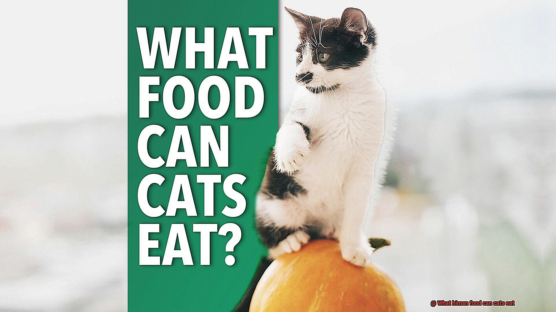 What himan food can cats eat-4