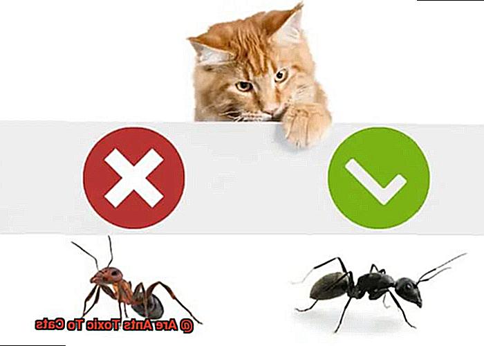 Are Ants Toxic To Cats-3