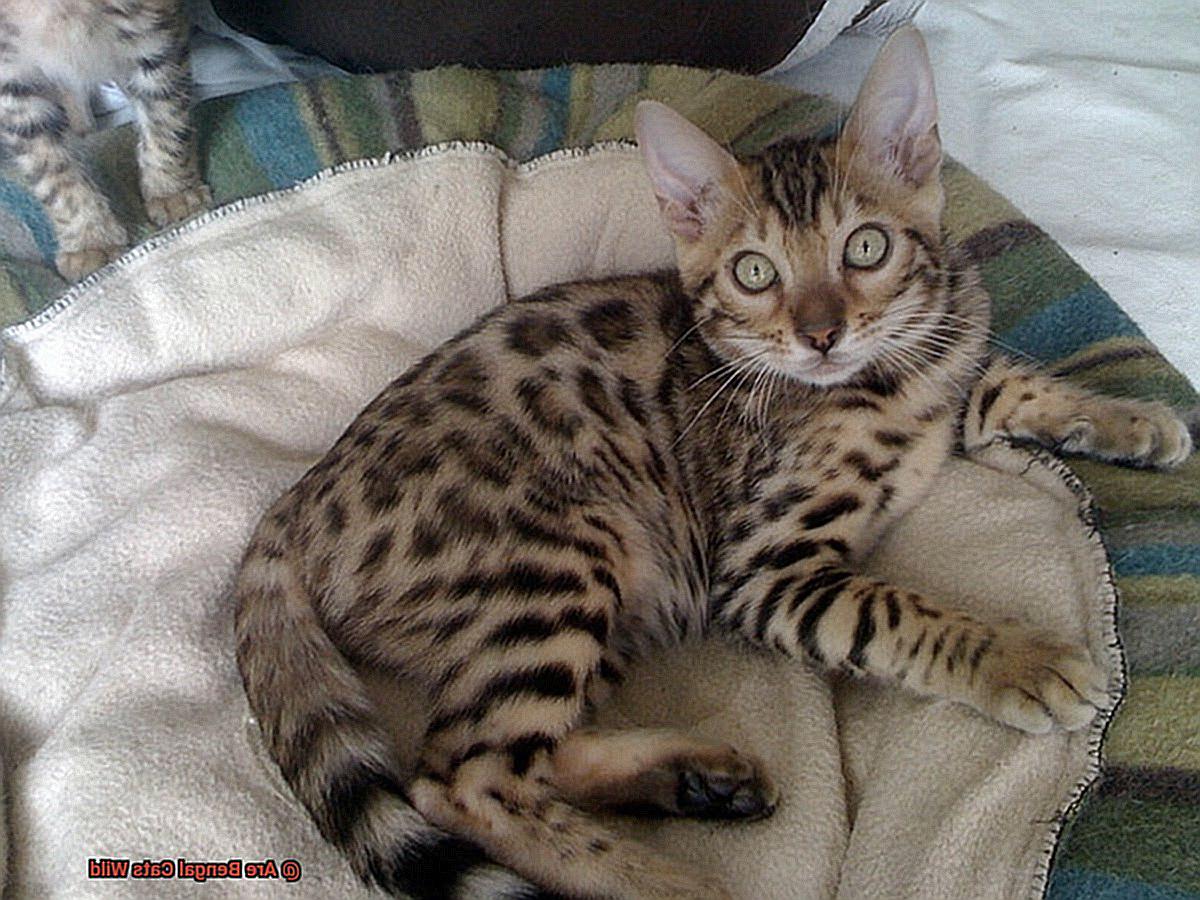 Are Bengal Cats Wild-2