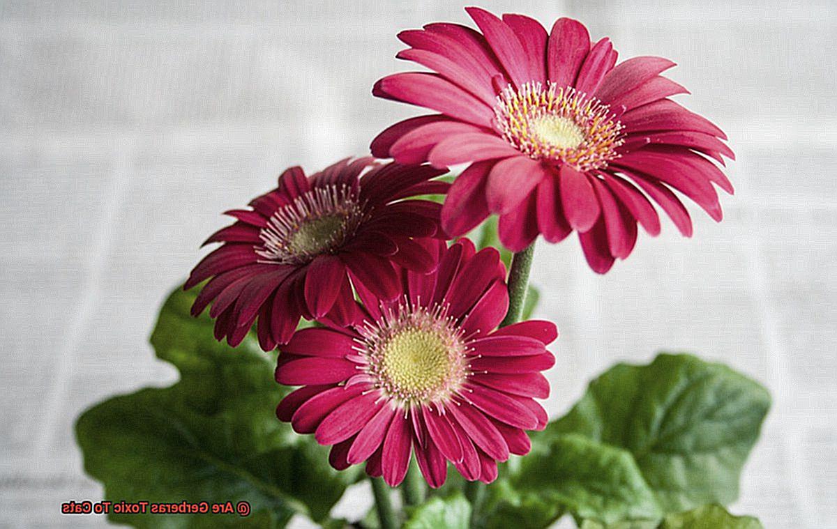 Are Gerberas Toxic To Cats-3